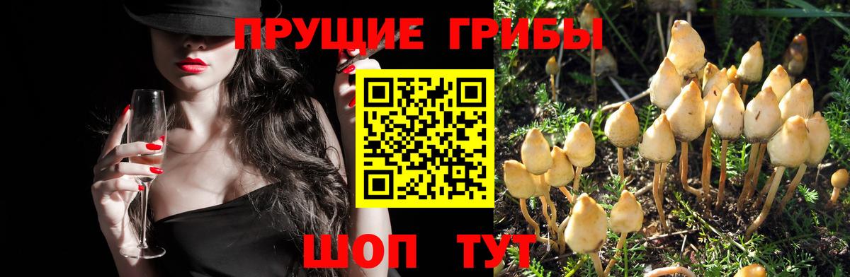 Ртищево  Псилоцибиновые грибы ЛСД  Галлюциногенные грибы мицелий  Вход с VPN 